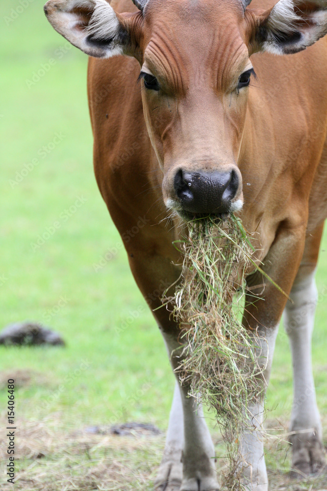 Naklejka premium Banteng