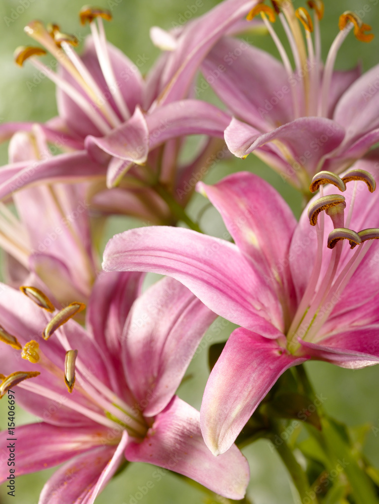 lily flower as background for your design