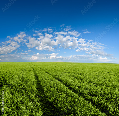 path through the field