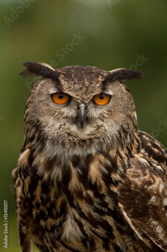 portrait of a oehoe owl