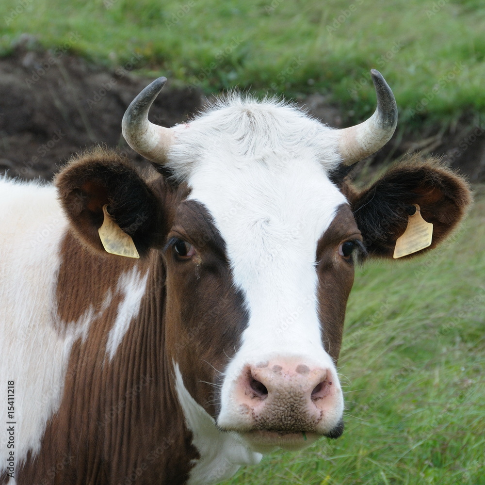 Naklejka premium Vache