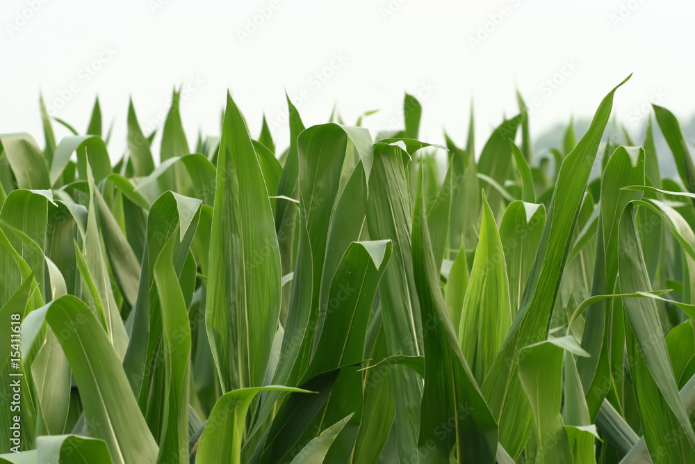 corn leaves corn leaves