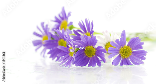 purple flowers