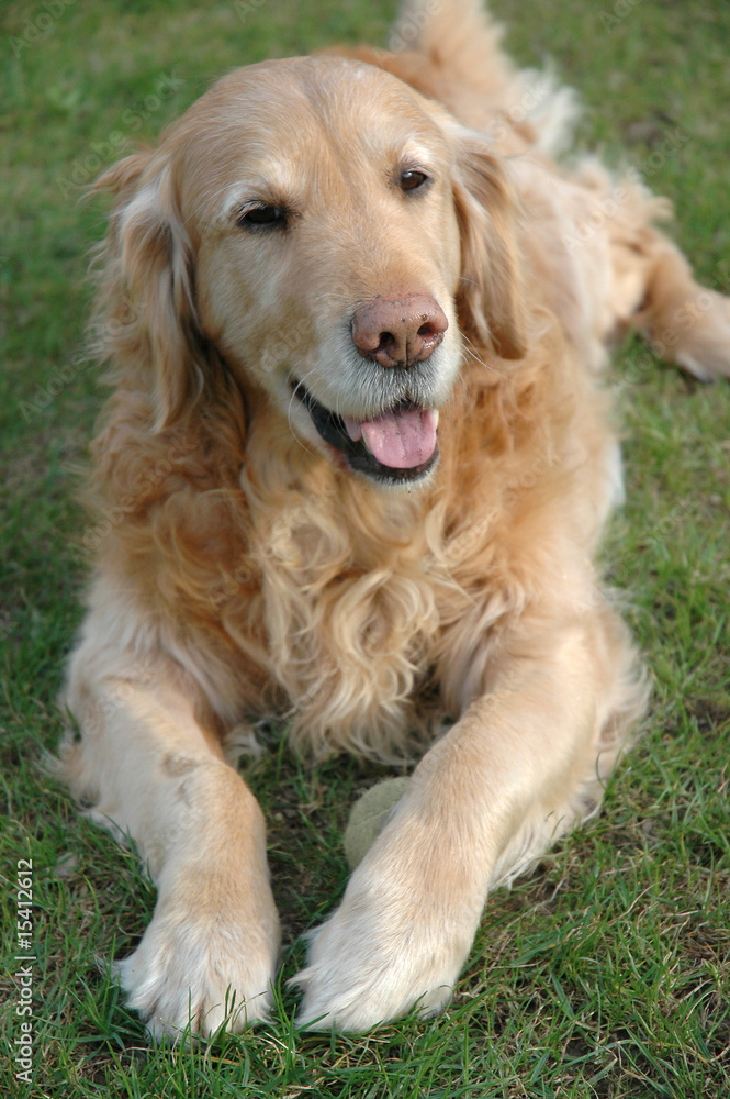 Goldie macht pause