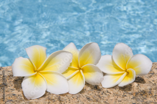 Tropical flowers on a stone against blue water.