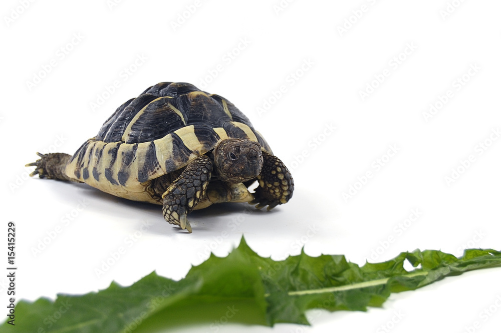 Naklejka premium schildivier