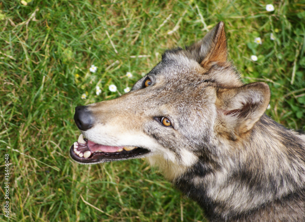 Obraz premium tete de loup