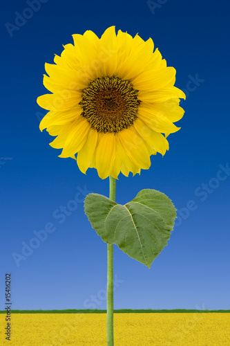 Sonnenblumenfeld