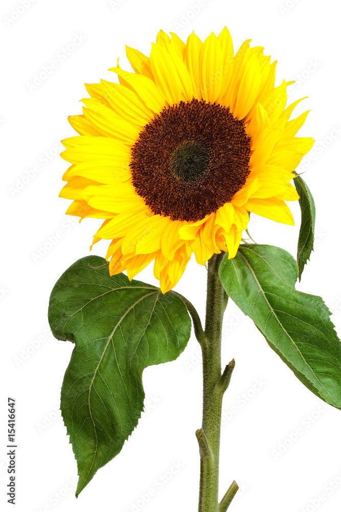 Obraz premium sunflower