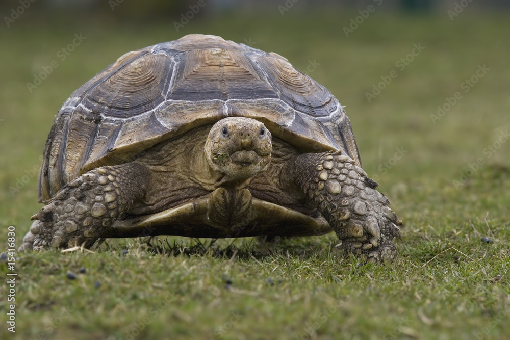 Afrikanische Schildkröte Sporenschildkröte Afrikanische Schildkröte Sporenschildkröte