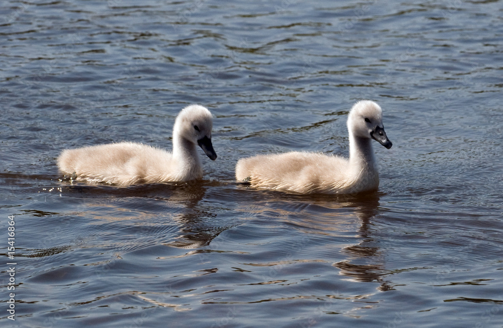 Pair of Baby Swans