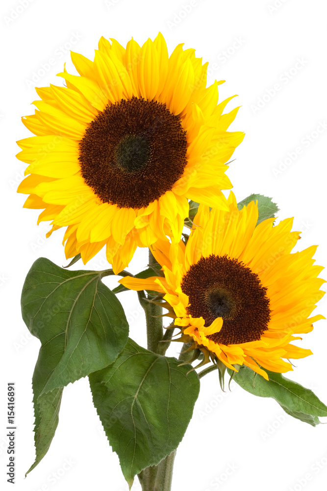 Fototapeta premium sunflowers