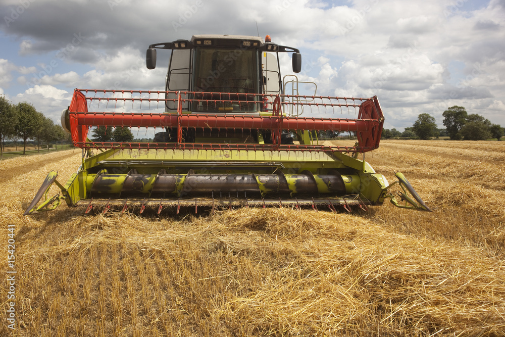 Fototapeta premium harvest time
