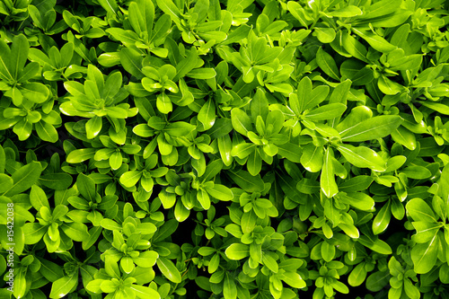 summer background from the ...