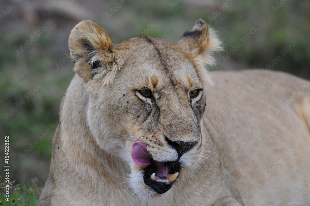 Fototapeta premium Lioness (Panthera leo), Masai Mara, Kenya
