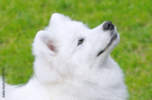 Samoyed dog © Kseniya Abramova