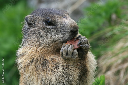 Groundhog