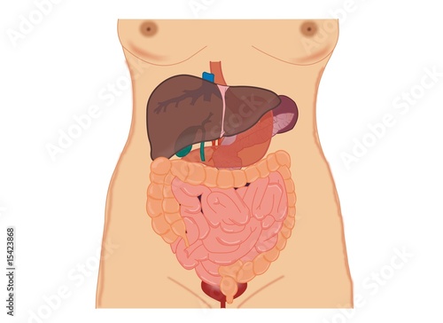 woman anatomy