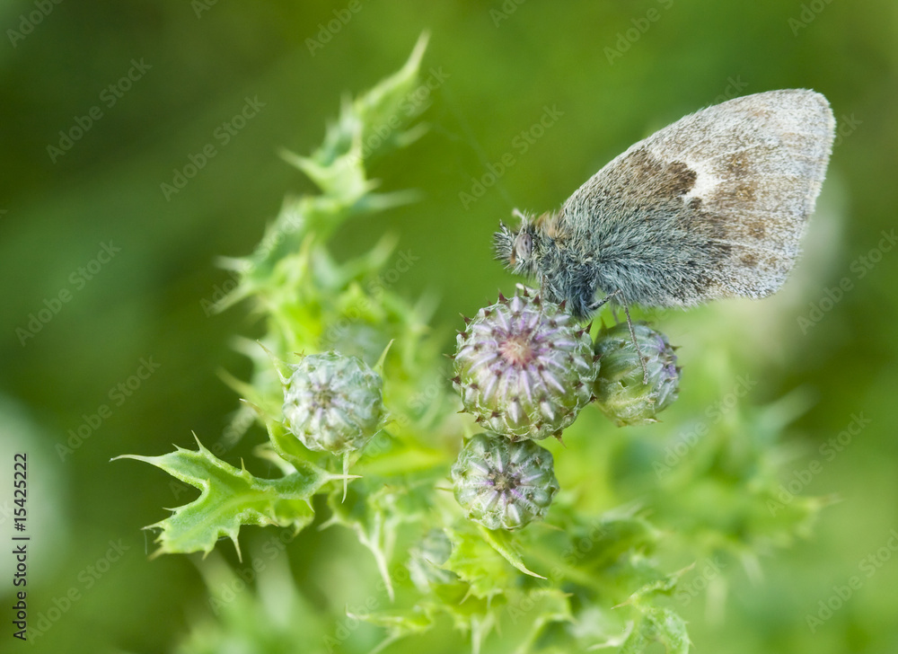 Small Heath butterfly resting on a thistle Small Heath butterfly resting on a thistle