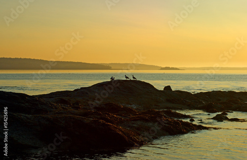 Silhouette of gulls in the early morning light