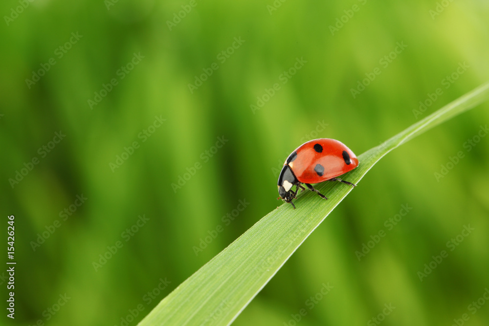 ladybug on grass