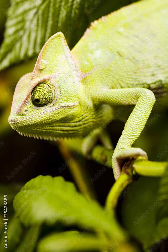Obraz premium Chameleon on the leaf