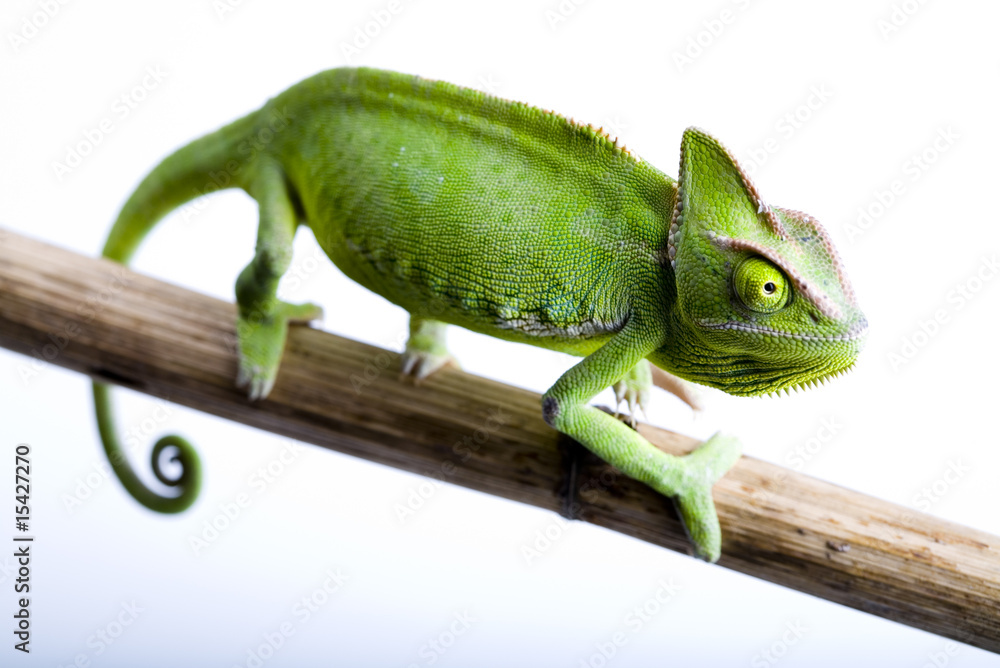 Naklejka premium Green chameleon