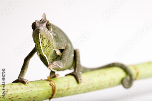 Chameleon isolated on white