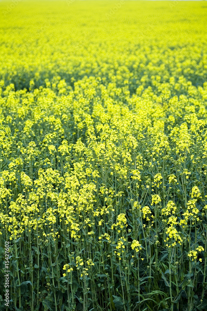 Obraz premium Yellow canola fields