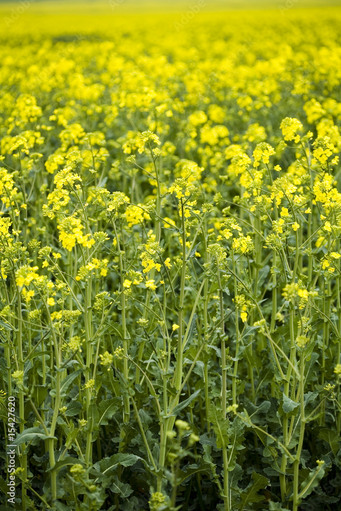 Canola Canola