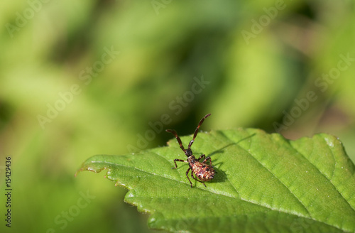 Neugieriges Insektenbaby am grünen Blatt © fotofrank
