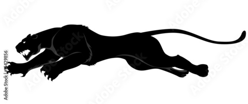 dark wild cat