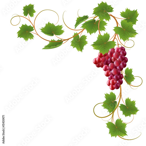 Red vine on a white background