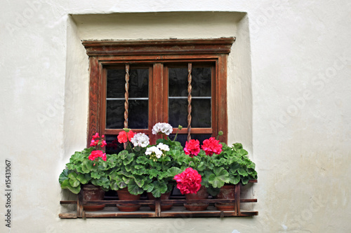 Blumenfenster - window flowers © Konstanze Gruber