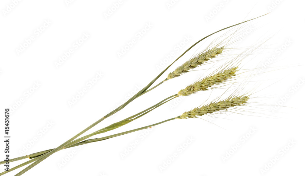 Wheat ear on the white background (isolated) Wheat ear on the white background (isolated)
