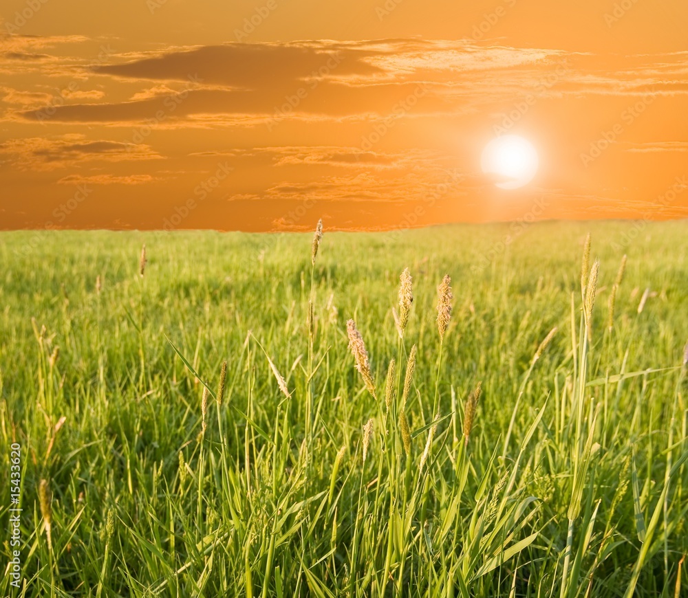 Fototapeta premium evening in a steppe