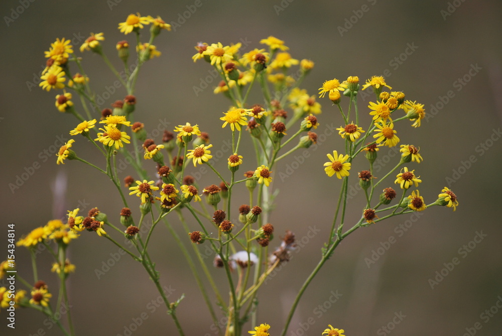 gelbe Blüten