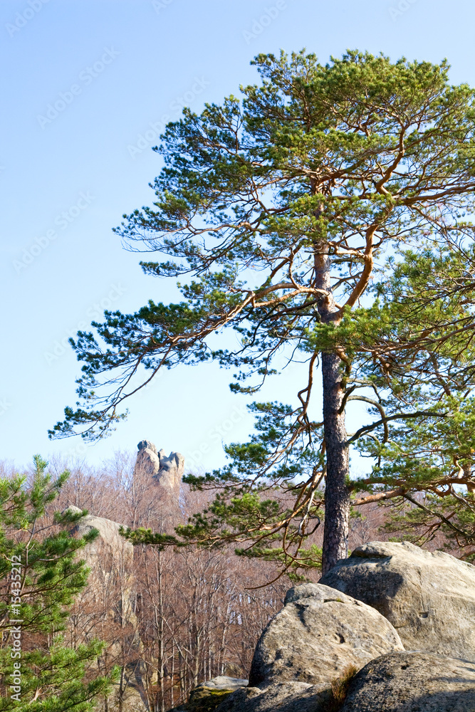 lofty stones in forest