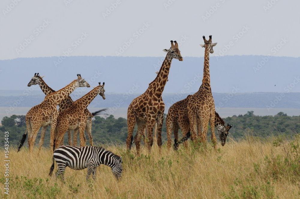 Fototapeta premium The giraffe (Giraffa camelopardalis) at Masai Mara, Kenya