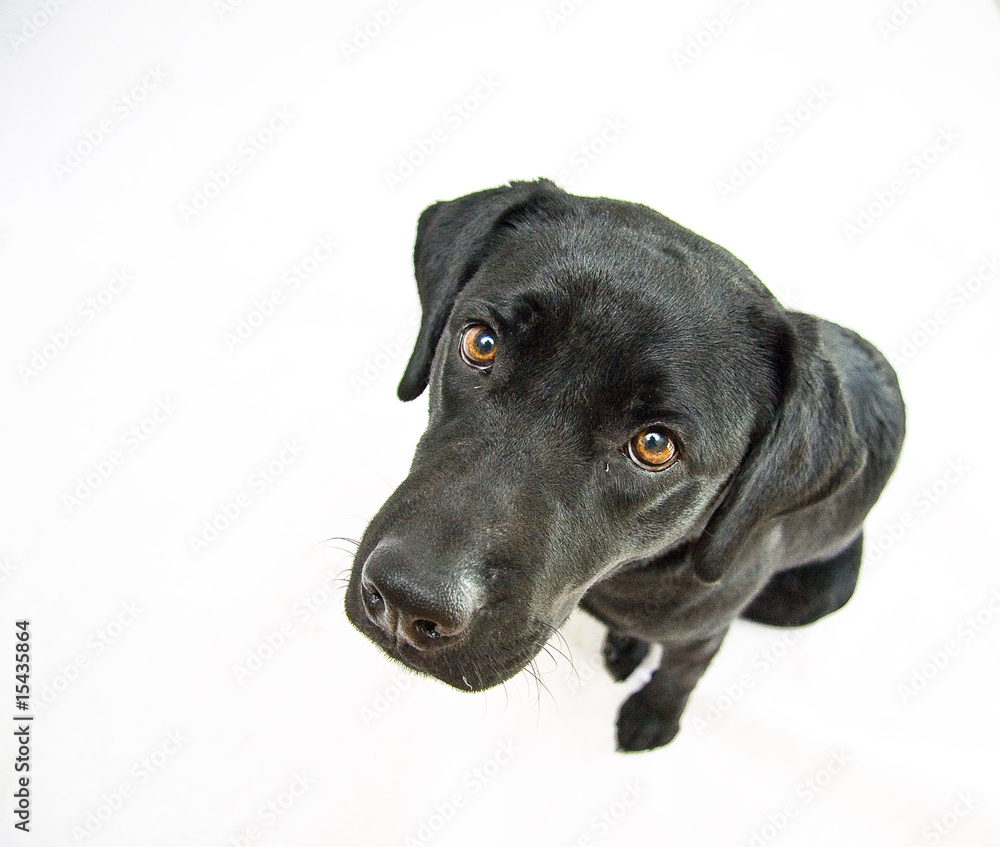 Black Labrador Showing Love & Imploring Black Labrador Showing Love & Imploring