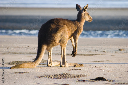 Kangaroo