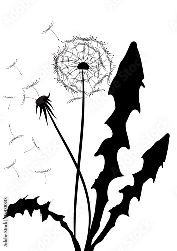 pusteblume illustration