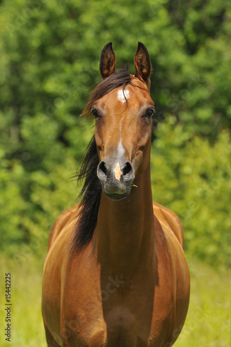 bay arabian horse portrait