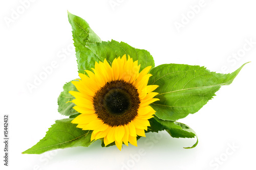 Single sunflower isolated on white background