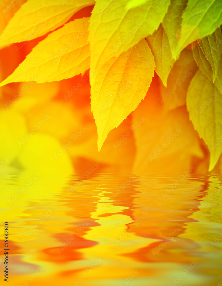 Autumn leaves reflected in water