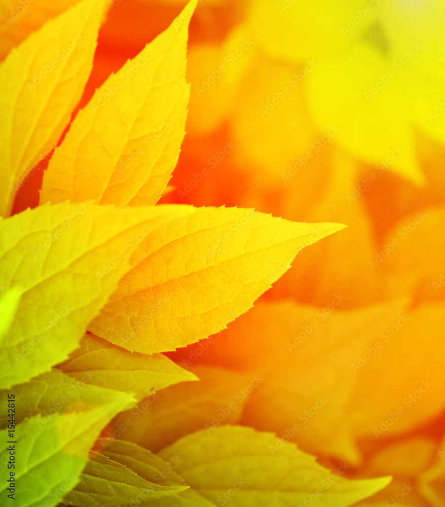 Autumn leaves Autumn leaves