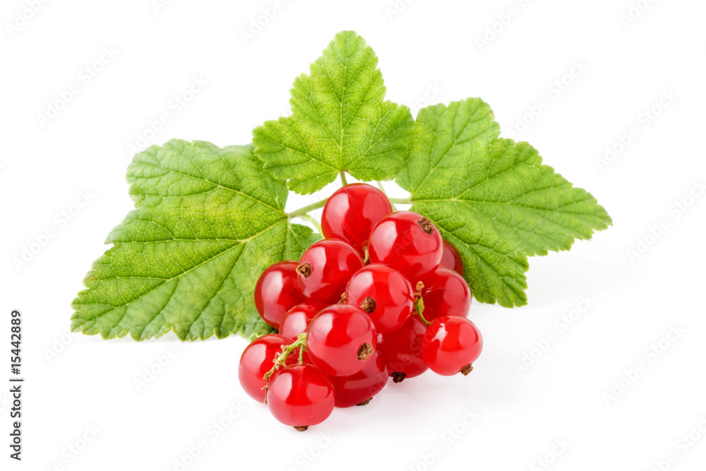 Red Currant. The file includes a excellent clipping path