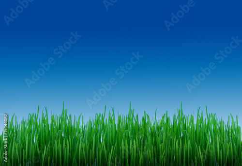 Grass and sky