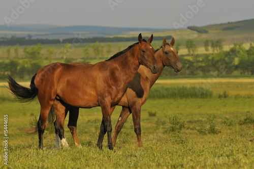 Two horses on the meadow