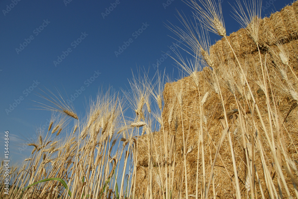 Fototapeta premium botte de foin